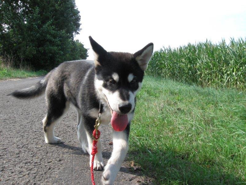 W-Wurf Witu und Whakan 043